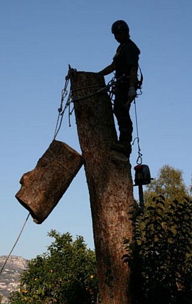Abattage d'arbre 73 SAVOIE