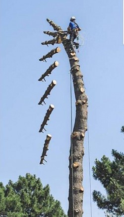 D&eacute;montage en tron&ccedil;ons  de l'arbre