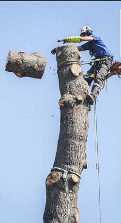 Abattage d'arbre dangereux