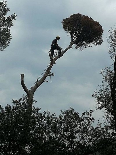 Abattage d'arbre dangereux