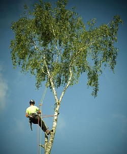 Elagage d'arbres